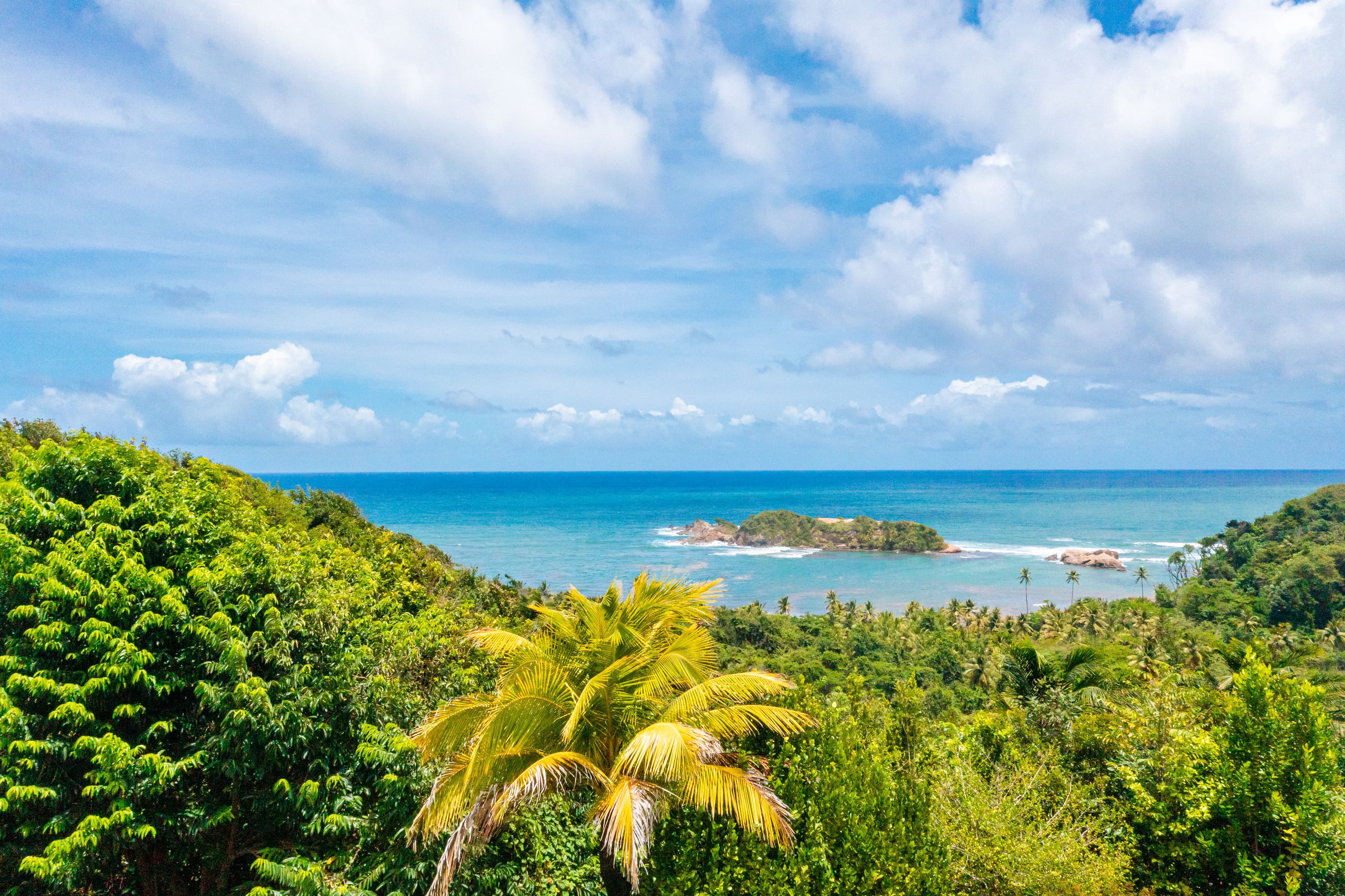 Ocean cove framed by rainforest canopy and palms, Dominica
